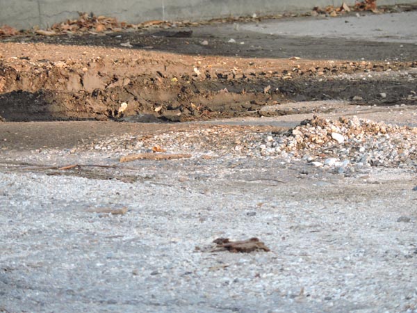 Mud piled up on 12th and Olive. Photo by Skye Ravy.