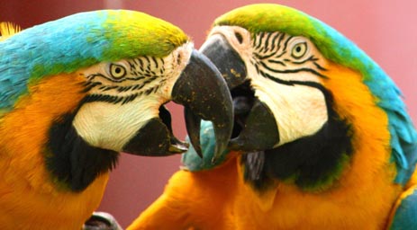 Zoo parrots