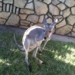zoo in paso robles