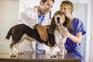 Best vet for pets in Paso Robles