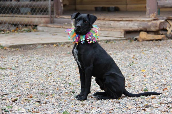 Jimmy is available for adoption at Second Chance at Love.