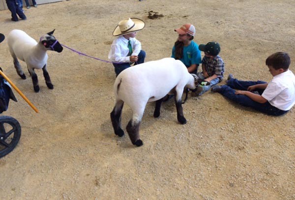 A photo from the 2014 livestock auction.
