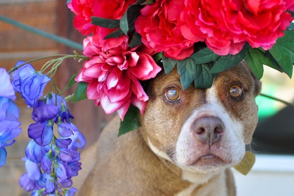Meagan is available for adoption at Second Chance at Love.