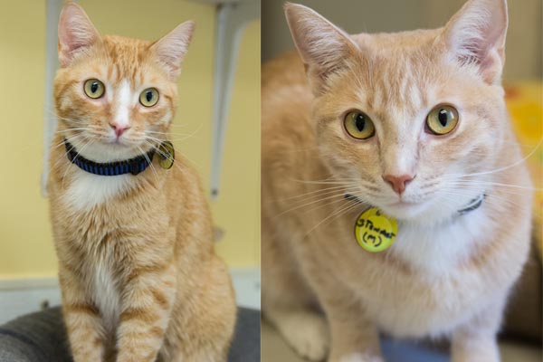 Todd and Stewart are both available for adoption at North County Humane Society.