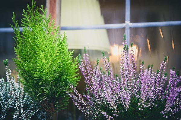 home and garden
