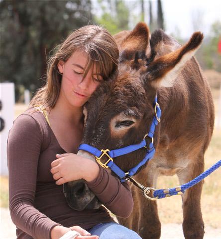 Luv Me Tender miniature donkeys will be on-site at the event. Photo from luvmetenderfarm.com.