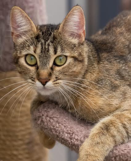 Sammy cat of the week