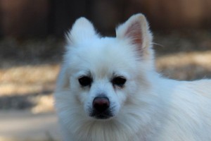 Second Chance at Love Humane Society, Cheri Lucas, WeHelpGive, save sick rescue pups and dogs