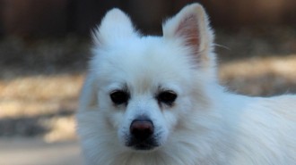 Second Chance at Love Humane Society, Cheri Lucas, WeHelpGive, save sick rescue pups and dogs