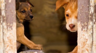 Second Chance at Love Humane Society, Cheri Lucas, WeHelpGive, save sick rescue pups and dogs