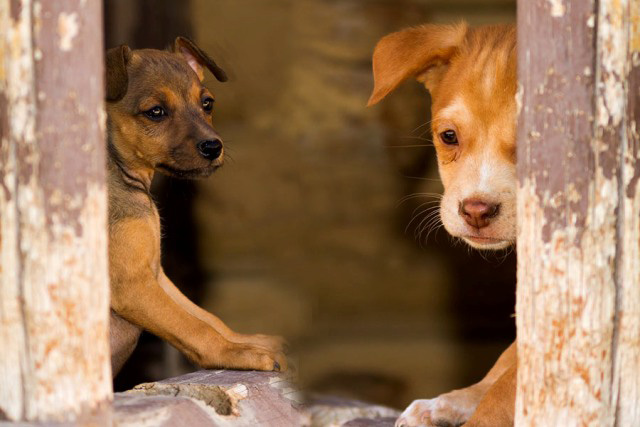 Second Chance at Love Humane Society, Cheri Lucas, WeHelpGive, save sick rescue pups and dogs