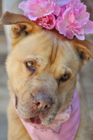 chica dog of the week