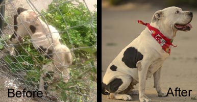 Brogan before and after