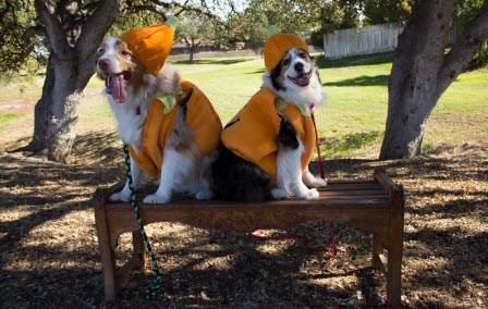 Howl-aween sherwood dog park paso robles