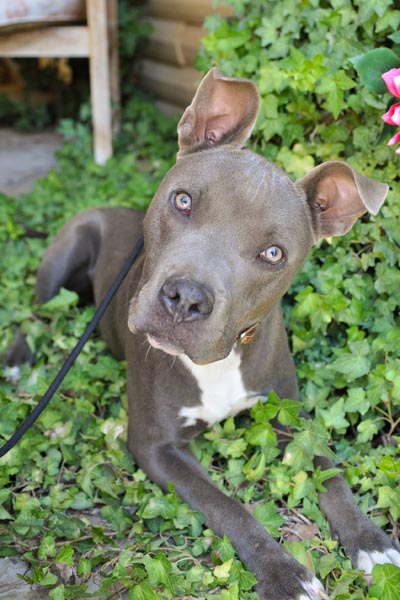 Indigo second chance at love