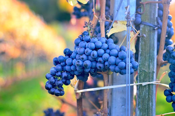 Ripe grapes paso robles harvest weekend