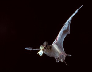 bat_catching_insect_500x394