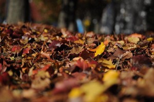 fall leaves clean up paso robles