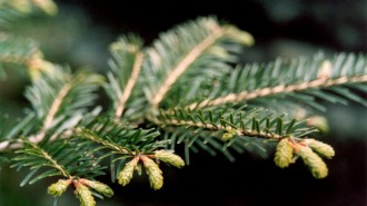 Bearcat Boosters, PRHS Christmas tree and wreath fundraiser