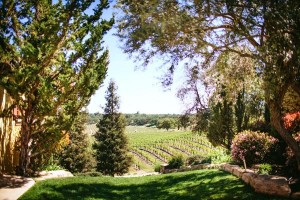 The vines at Cali Paso Vineyard. Photo from yelp.
