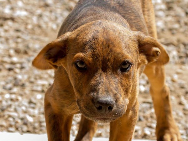 Isaac is available for adoption at Second Chance at Love.