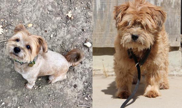 Darby is available for adoption at Second Chance at Love.