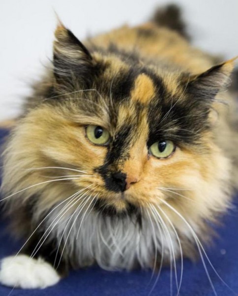 Opolo is available for adoption at North County Humane Society.