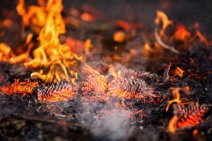 prescribed burn SLO county