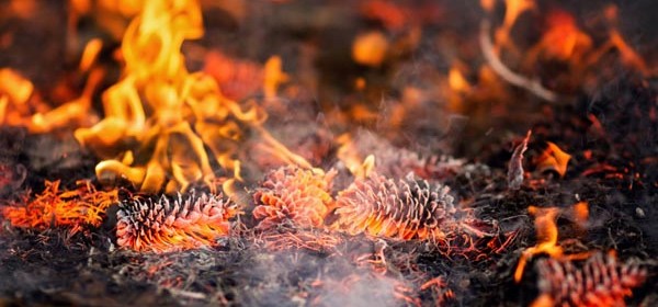 prescribed burn SLO county