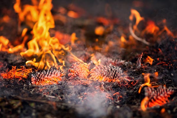 prescribed burn SLO county