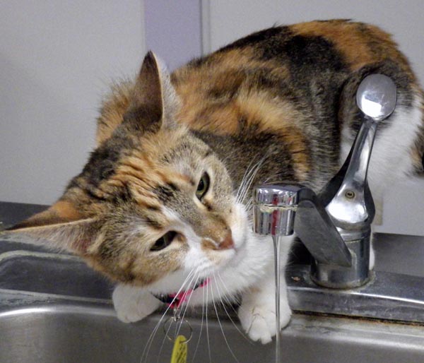 She is a 1 to 2-year-old petite calico female girl with, "surprisingly soft fur."