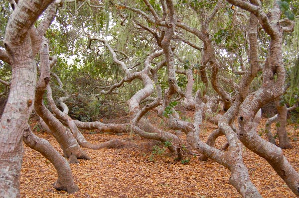 pygmy oak forest on Morro bay estuary