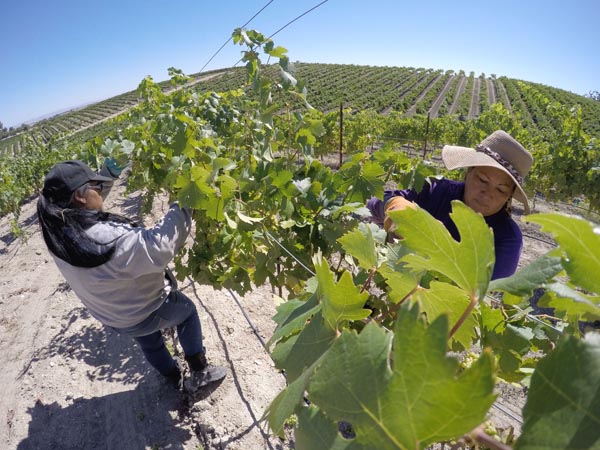 USA Today Paso Robles