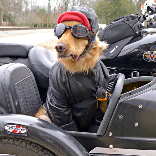 dog in side car