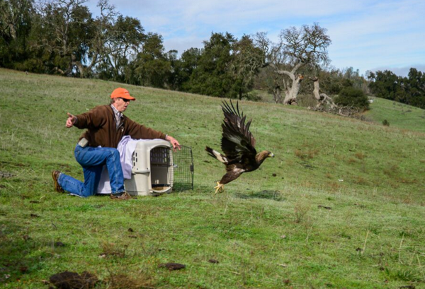 golden eagle release santa margarita