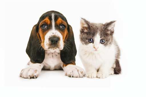 one dollar microchipping atascadero north county humane