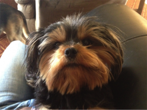 Melody missing dog