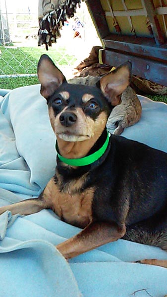 Bebe is available for adoption at Meade Canine Rescue.