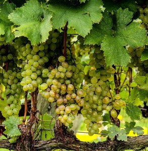 chardonnay grapes