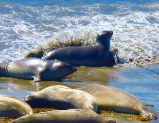 Volunteers needed for elephant seal field trips in San Simeon