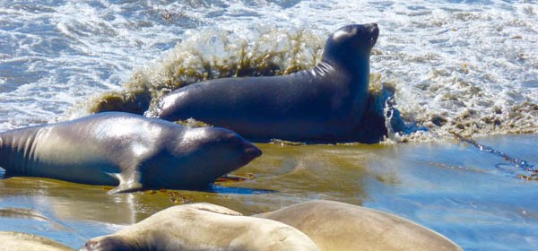 friends of the elephant seals presentation paso robles