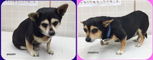 pets of the week