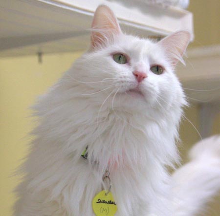 Snowball north county humane society