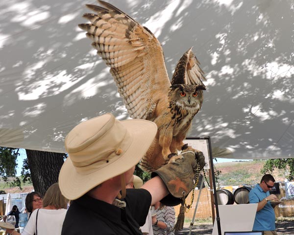Airstrike bird control