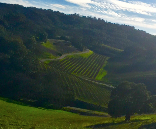 The view from Whalebone Winery.