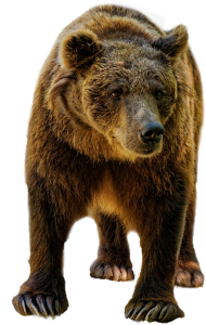 Stock photo of a brown bear.