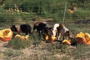 bee wench farm pigs