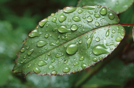 rain paso robles