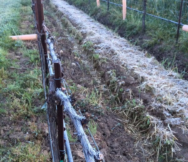 Frost Halter Ranch Vineyards