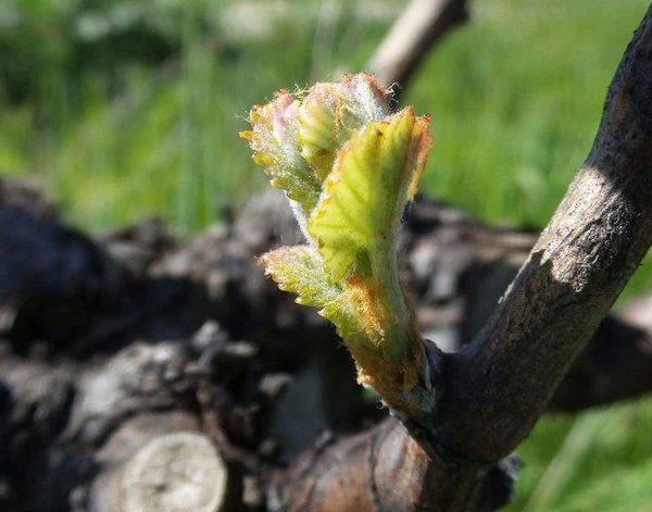 Tablas Creek Budbreak